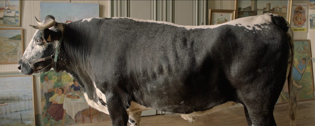 Capture du film "Bonheur" de Nicolas Boone. Moris, le bœuf vu de profil dans un intérieur de maison lors du tournage à Tonneins. Année : 2021
